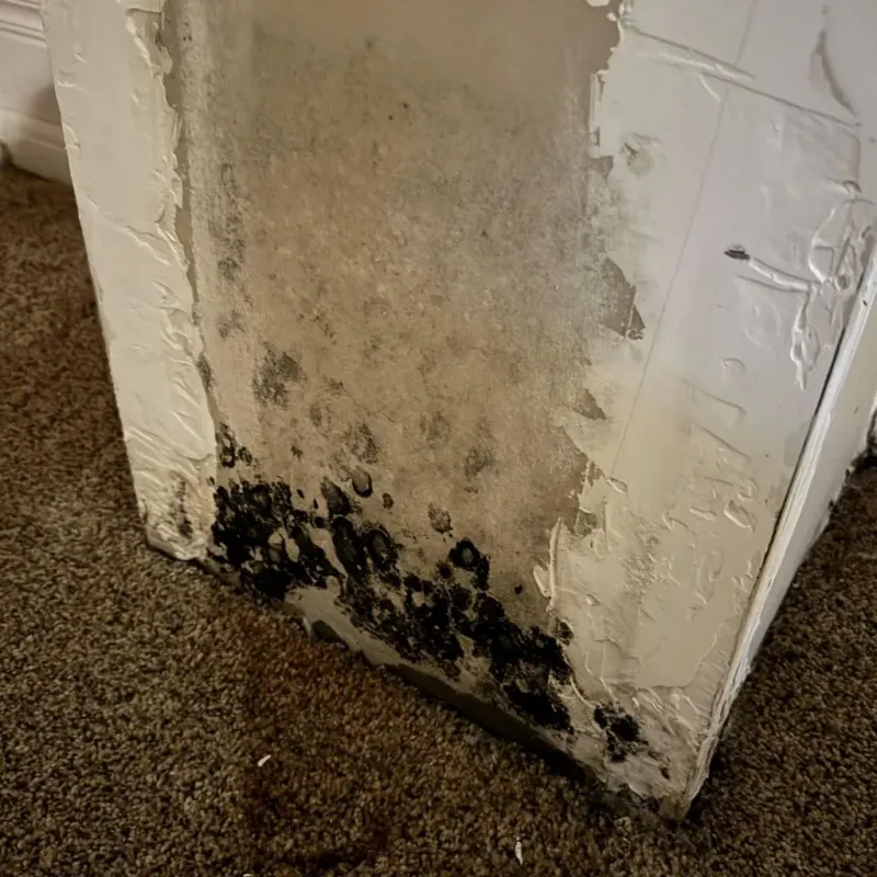 Professional Mold Removal in Slaughterville, OK
